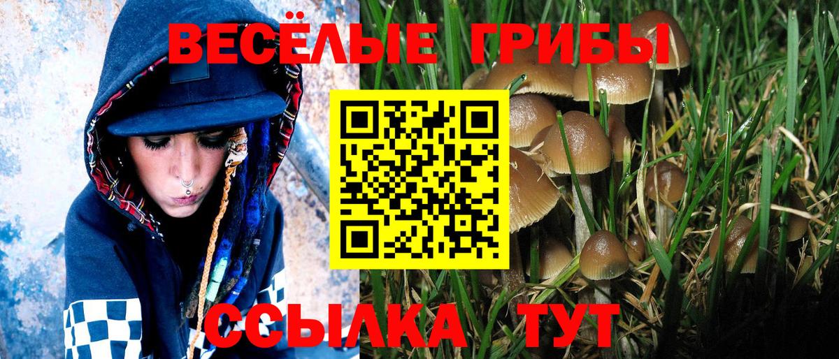 Галлюциногенные грибы Psilocybine cubensis  купить  цена  Тимашёвск  Галлюциногенные грибы Psilocybe  Вход с VPN 